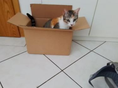 Vanesa geb. März 25 - PS in 82152 Martinsried, EKH Jungtier - Katze