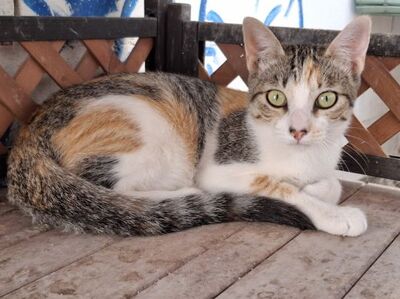 Vanessa, Europäisch Kurzhaar - Katze