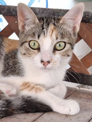 Vanessa, Europäisch Kurzhaar - Katze