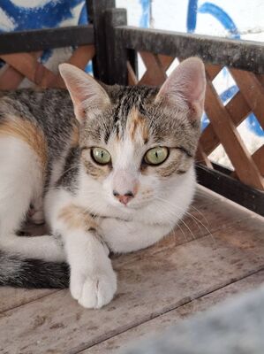 Vanessa, Europäisch Kurzhaar - Katze