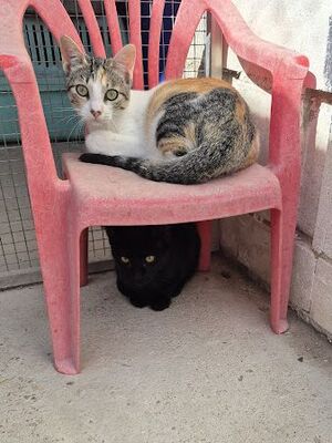 Vanessa, Europäisch Kurzhaar - Katze