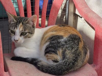 Vanessa, Europäisch Kurzhaar - Katze