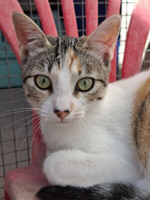 Vanessa, Europäisch Kurzhaar - Katze