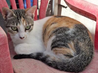 Vanessa, Europäisch Kurzhaar - Katze