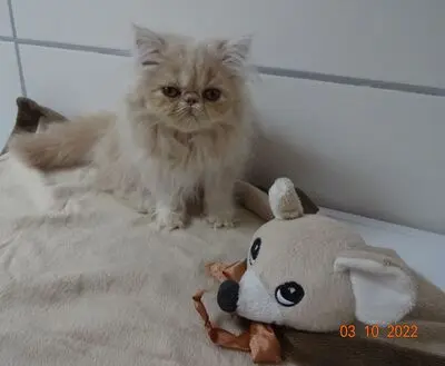 Vanja, Vronie, Vicky, Perser Tabby Jungtier - Katze