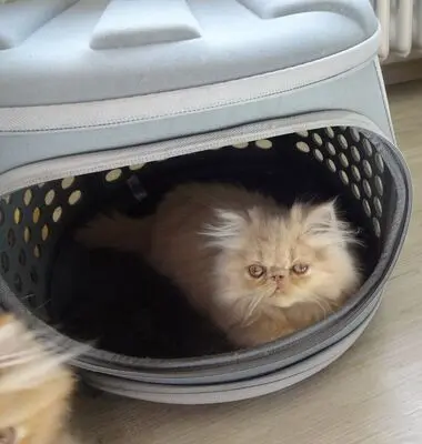 Vanja, Vronie, Vicky, Perser Tabby Jungtier - Katze
