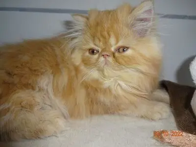 Vanja, Vronie, Vicky, Perser Tabby Jungtier - Katze