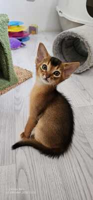 Varon und Voran, Abessinier - Kater