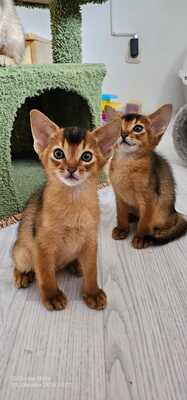 Varon und Voran, Abessinier - Kater