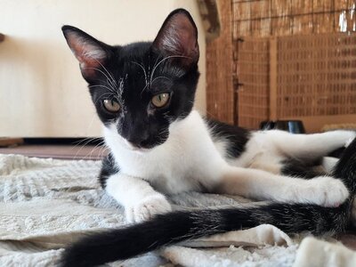 Vasso - wunderschönes Kittenmädchen, ca. 4 Monate, Mischling Jungtier - Katze