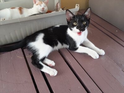 Vasso - wunderschönes Kittenmädchen, ca. 4 Monate, Mischling Jungtier - Katze 3
