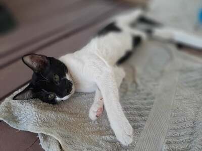 Vasso - wunderschönes Kittenmädchen, ca. 4 Monate, Mischling Jungtier - Katze 6