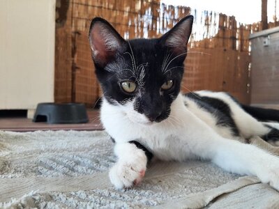Vasso - wunderschönes Kittenmädchen, ca. 4 Monate, Mischling Jungtier - Katze 7