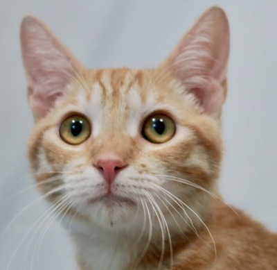 Vegeta, Mix Jungtier - Kater