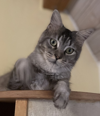 Venus, Maine Coon - Katze