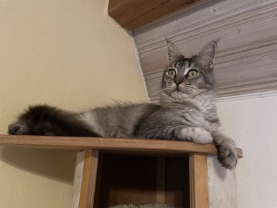 Venus, Maine Coon - Katze