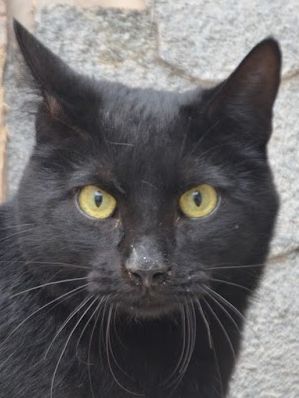 Verano (geb. April 2024) - EKH-Kater, EKH - Kater