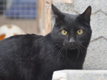 Verano (geb. April 2024) - EKH-Kater, EKH - Kater