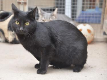 Verano (geb. April 2024) - EKH-Kater, EKH - Kater