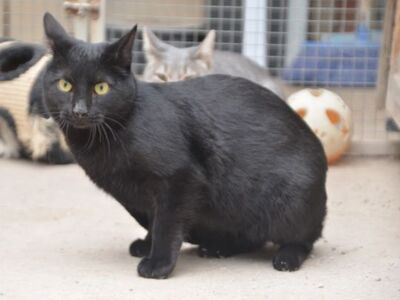 Verano geb. April 2024