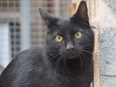 Verano geb. April 2024, EKH - Kater