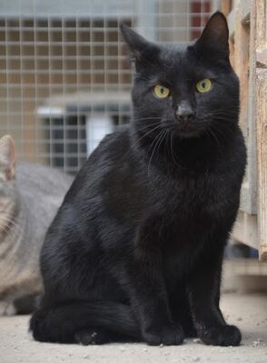 Verano geb. April 2024, EKH - Kater