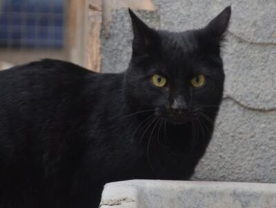 Verano geb. April 2024, EKH - Kater