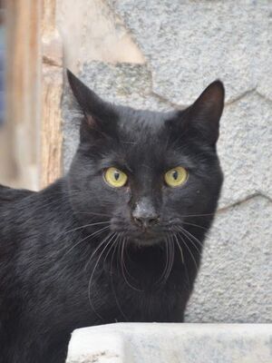 Verano geb. April 2024, EKH - Kater