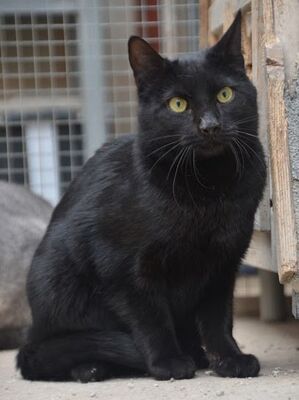 Verano geb. April 2024, EKH - Kater