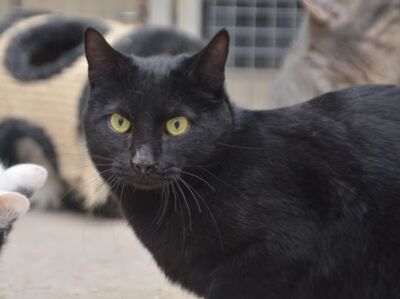 Verano geb. April 2024, EKH - Kater