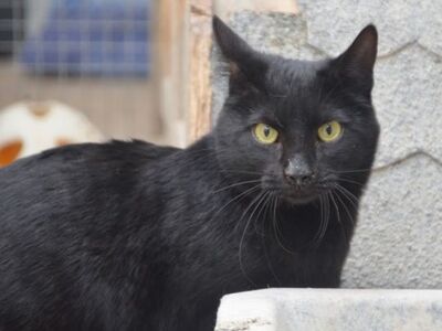 Verano geb. April 24, EKH - Kater