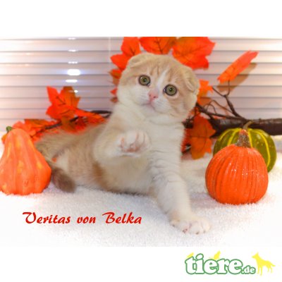 Veritas von Murrtchella, Schottische Faltohrenkatze - Katze