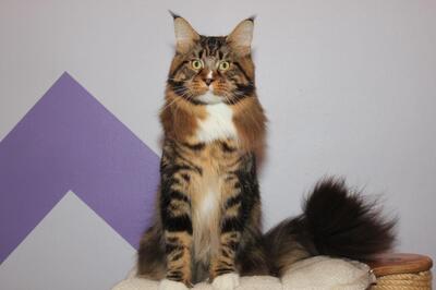Verschmuste Kastratenpärchen, Main Coon - Kater