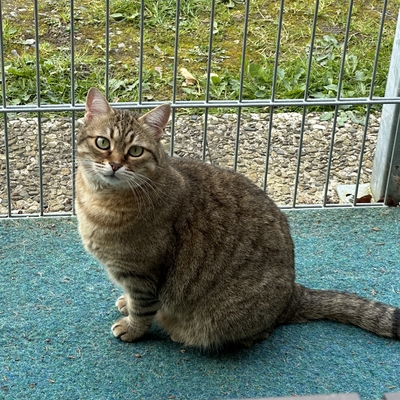 Verschmuste Katze Marcella sucht ihr Körbchen, EKH - Katze