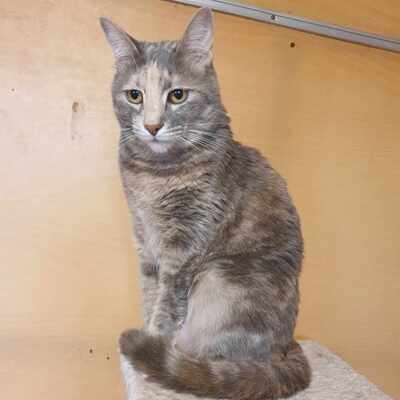 Verschmuste Katze Suzana sucht ihr Körbchen, EKH - Katze