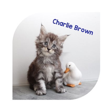 Verschmuste Maine Conn Kitten mit Stammbaum