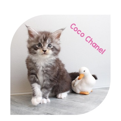 Verschmuste Maine Conn Kitten mit Stammbaum, Maine Coon Jungtier - Kater