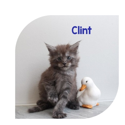 Verschmuste Maine Conn Kitten mit Stammbaum, Maine Coon Jungtier - Kater