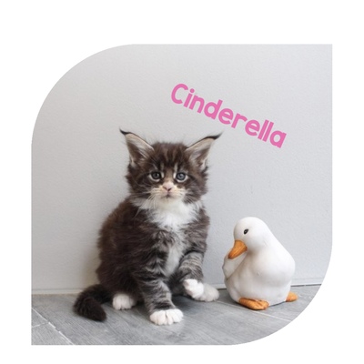 Verschmuste Maine Conn Kitten mit Stammbaum, Maine Coon Jungtier - Kater