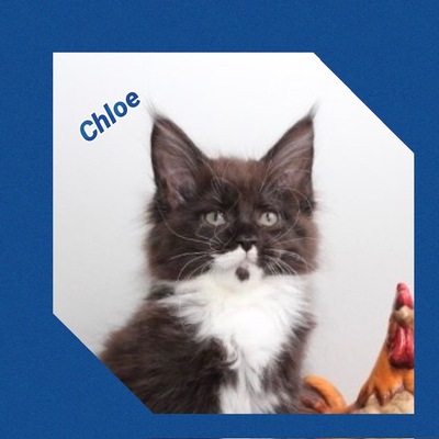 Verschmuste Maine Conn Kitten mit Stammbaum