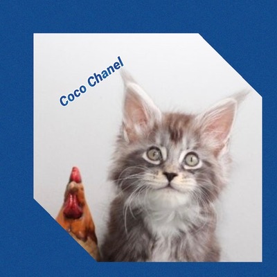 Verschmuste Maine Conn Kitten mit Stammbaum, Maine Coon Jungtier - Kater