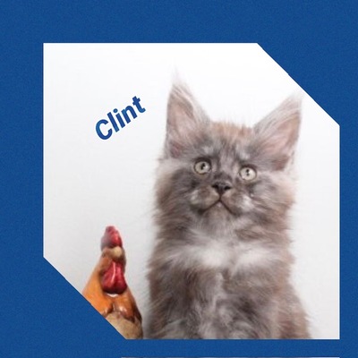 Verschmuste Maine Conn Kitten mit Stammbaum, Maine Coon Jungtier - Kater