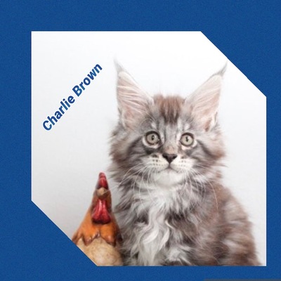 Verschmuste Maine Conn Kitten mit Stammbaum, Maine Coon Jungtier - Kater