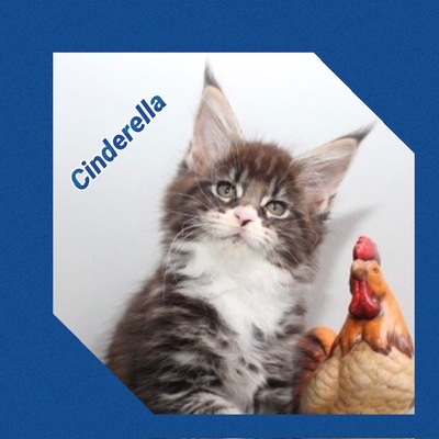 Verschmuste Maine Conn Kitten mit Stammbaum, Maine Coon Jungtier - Kater