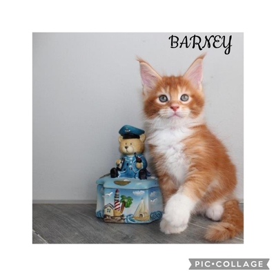 Verschmuste Maine Coon Kitten mit Stammbaum, Maine Coon Jungtier - Kater
