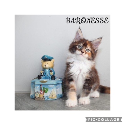 Verschmuste Maine Coon Kitten mit Stammbaum, Maine Coon Jungtier - Kater