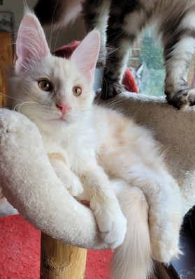 Verschmustes Maine Coon Geschwisterpärchen sucht Traumzuhause, Maine Coon Jungtier - Kater