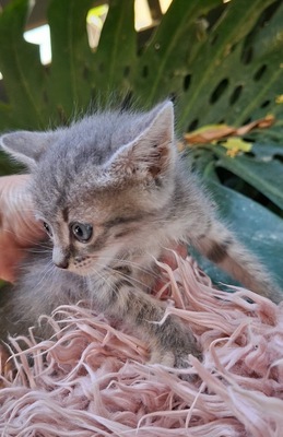 Vier zauberhafte graue Katzenmädchen suchen ihr Für-immer-Zuhause, Europäisch Kurzhaar - Katze