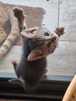 Vier zauberhafte graue Katzenmädchen suchen ihr Für-immer-Zuhause, Europäisch Kurzhaar - Katze