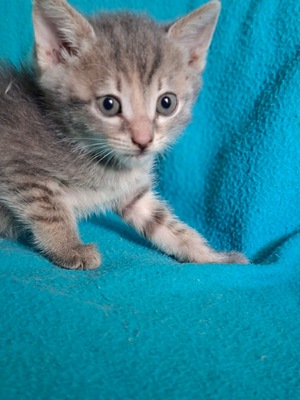 Vier zauberhafte graue Katzenmädchen suchen ihr Für-immer-Zuhause, Europäisch Kurzhaar - Katze